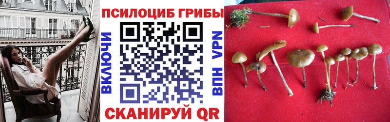 хочу   Елабуга  Псилоцибиновые грибы мицелий 